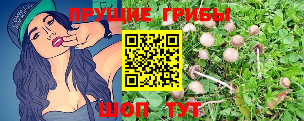 Балахна  Псилоцибиновые грибы Psilocybe  Вход с VPN 
